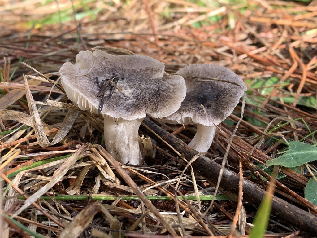 Tricholoma terreum · January 2026 · photo: © manuela9012 (iNaturalist, cc-by)