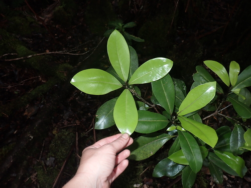 Melicope clusiifolia observed 2026-01-10
