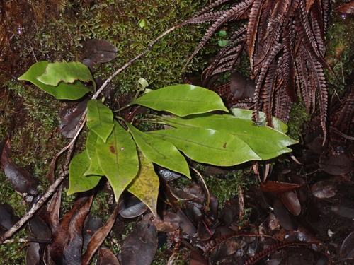 Elaphoglossum parvisquameum observed 2026-01-10