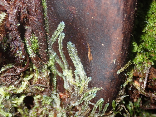 Calypogeia cuspidata observed 2026-01-10