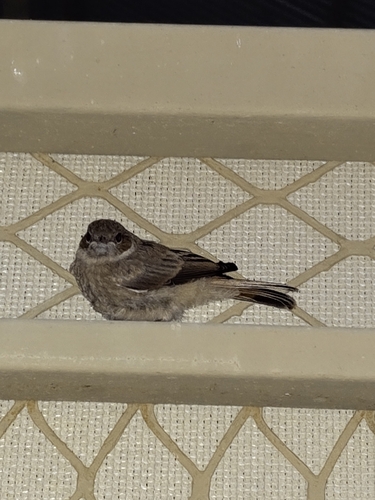 Familiar Chat (Oenanthe familiaris), photo 3