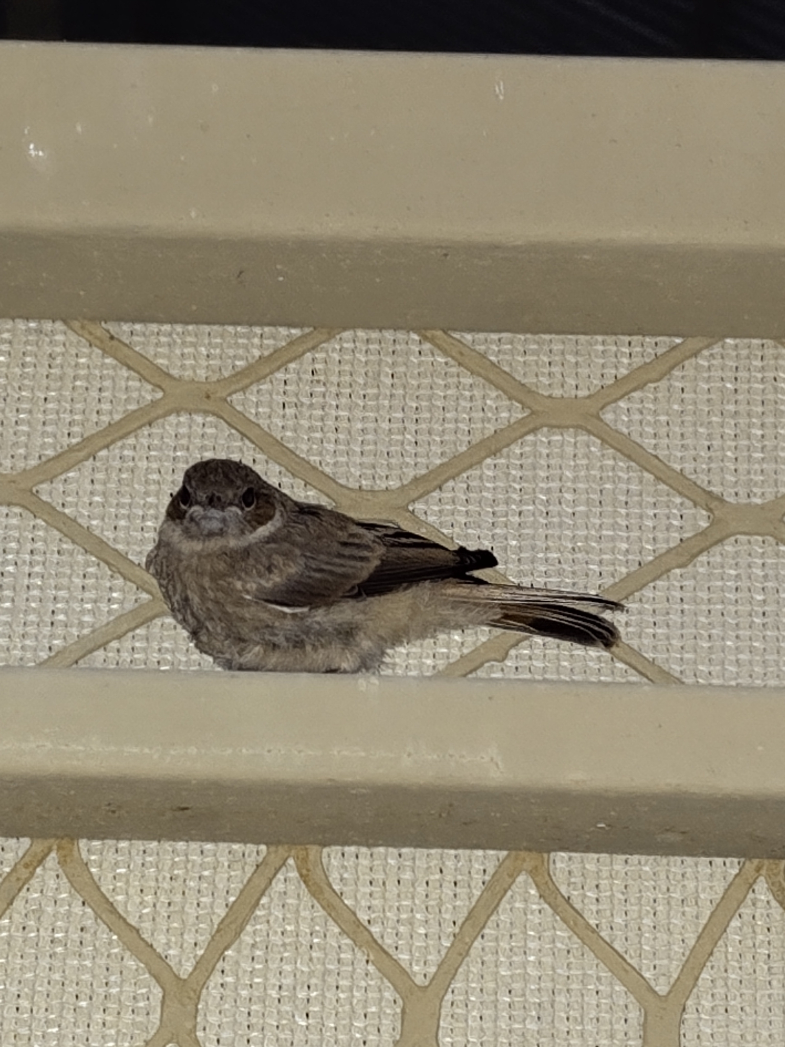 Familiar Chat (Oenanthe familiaris), photo 3
