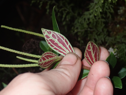 Peperomia hypoleuca observed 2026-01-10