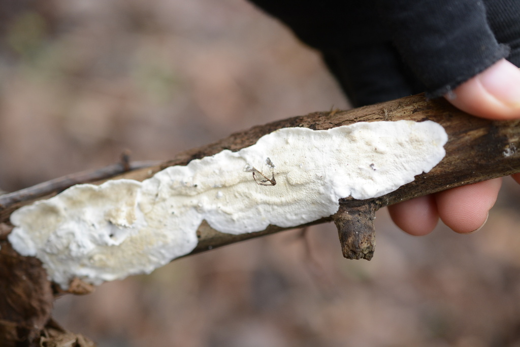 Byssomerulius corium · January 2026 · photo: © cryptomarasmius (iNaturalist, cc-by)