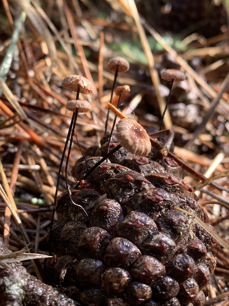 Gymnopus androsaceus · January 2026 · photo: © manuela9012 (iNaturalist, cc-by)