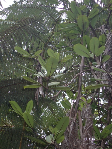 Melicope clusiifolia observed 2026-01-10
