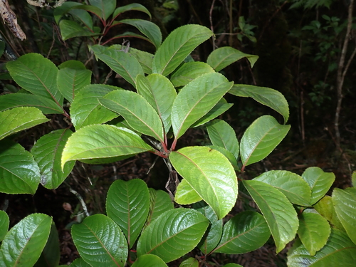 Perrottetia sandwicensis observed 2026-01-10