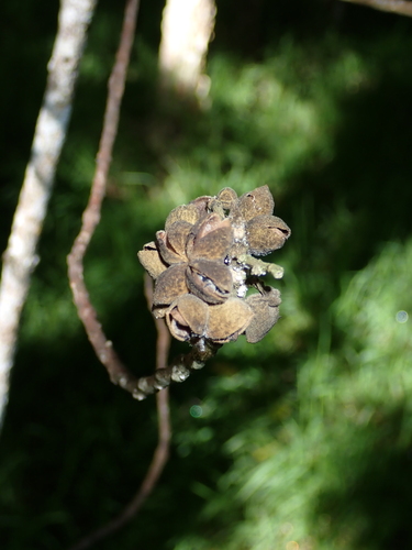Melicope hawaiensis observed 2026-01-11