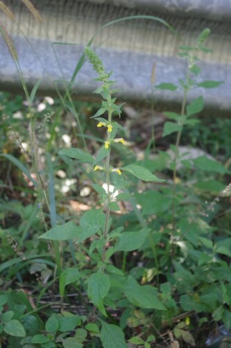 Lindenbergia muraria
