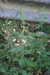 Lindenbergia muraria, photograph (c) bernhard_hiller, some rights reserved (CC BY)