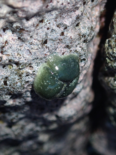 Smaragdinella observed 2026-01-11