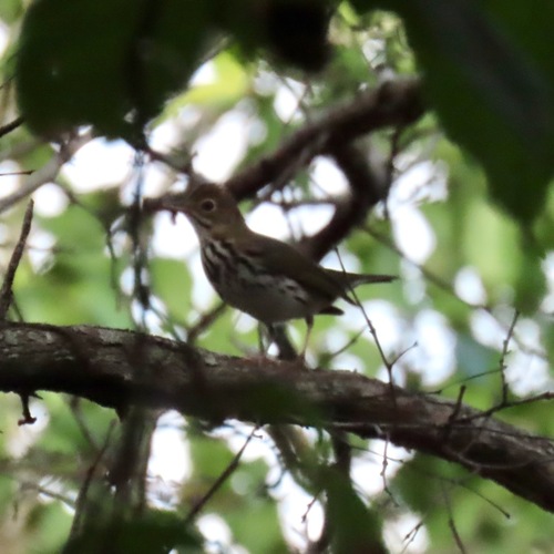 Ovenbird (Seiurus aurocapilla)