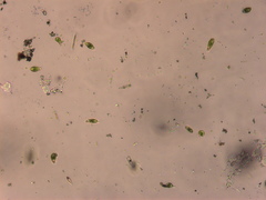Euglena viridis