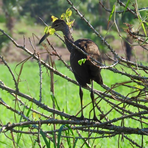 Limpkin (Aramus guarauna)