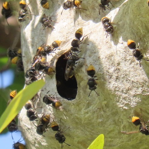 Aztec Honey Wasp (Brachygastra azteca)