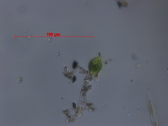 Euglena viridis
