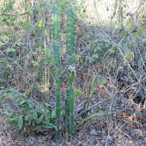 Triangle cactus (Acanthocereus tetragonus)