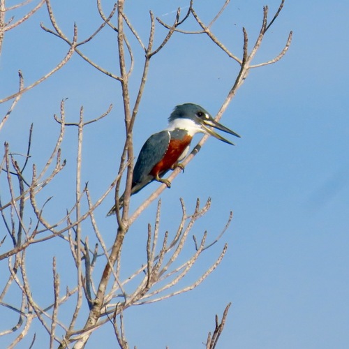 Ringed Kingfisher (Megaceryle torquata)
