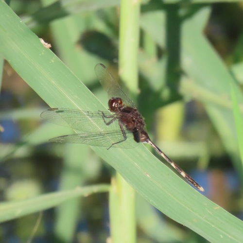 Pin-tailed Pondhawk (Erythemis plebeja)