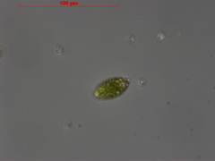 Euglena gracilis