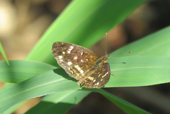 Anthanassa atronia