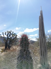 Lemaireocereus hollianus