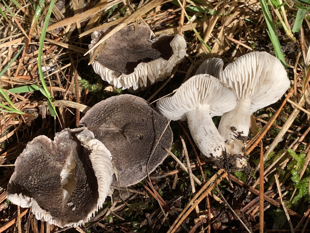 Tricholoma terreum · January 2026 · photo: © manuela9012 (iNaturalist, cc-by)