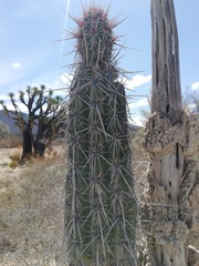 Lemaireocereus hollianus