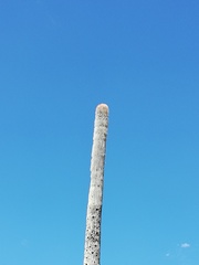 Cephalocereus macrocephalus