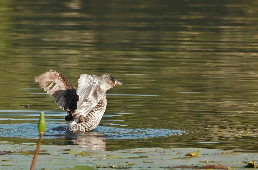 White-backed Duck (Thalassornis leuconotus), photo 2