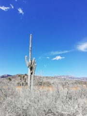 Cephalocereus macrocephalus