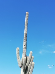 Cephalocereus macrocephalus