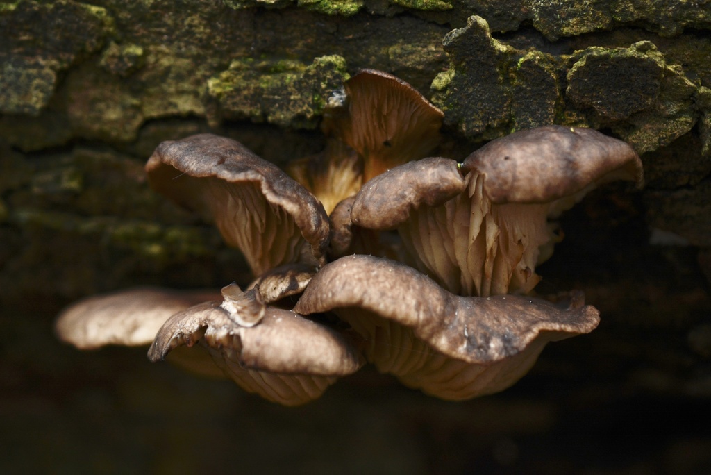 Pleurotus ostreatus · January 2026 · photo: © cryptomarasmius (iNaturalist, cc-by)