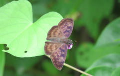 Anastrus sempiternus sempiternus