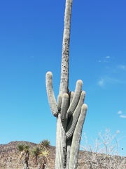 Cephalocereus macrocephalus