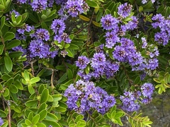Veronica elliptica