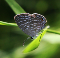 Jamides celeno aelianus
