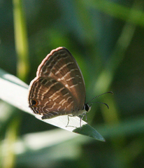 Jamides celeno aelianus