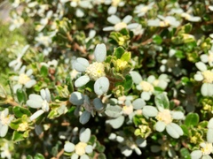 Spyridium coactilifolium