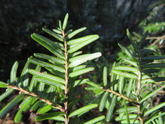 Tsuga sieboldii