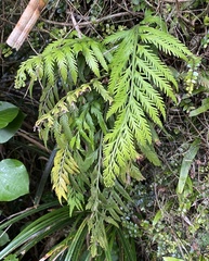 Asplenium flaccidum flaccidum