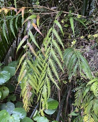Asplenium flaccidum flaccidum