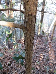 Tsuga sieboldii