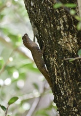 Anolis jubar oriens