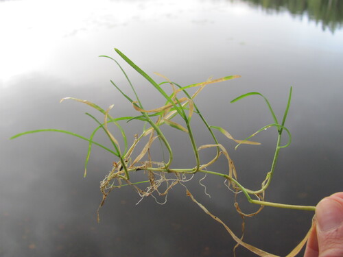 Poa supina, photograph 4