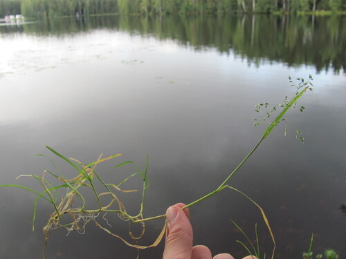 Poa supina, photograph 3