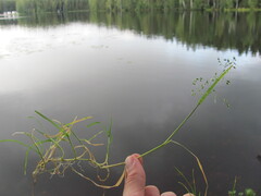 Poa supina, photograph author not stated, no rights reserved