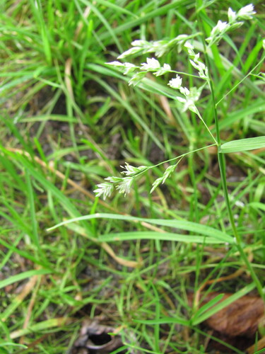 Poa supina, photograph 5