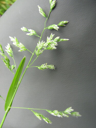 Poa supina, photograph 6