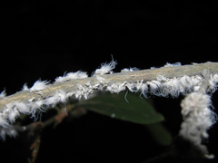 Prociphilus xylostei